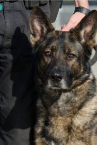 Jak wygląda praca policjantów? Znana seria dokumentalna powraca